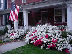 Azaleas in Front 11.jpg (58994 bytes)