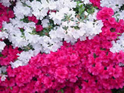 Azaleas in Front 12.jpg (52823 bytes)