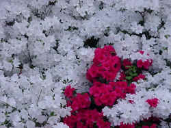 Azaleas in Front 13.jpg (56483 bytes)