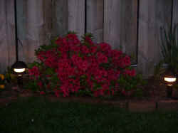 Backyard Red Azalea at Night.jpg (152557 bytes)