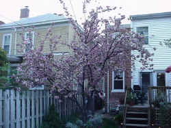 Cherry Tree 3.jpg (62709 bytes)