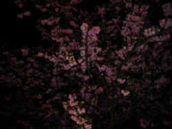 Cherry Tree at Night 2.jpg (27423 bytes)