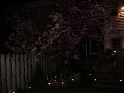Cherry Tree at Night.jpg (28744 bytes)