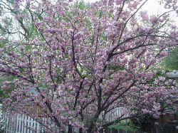 Cherry Tree.jpg (86189 bytes)