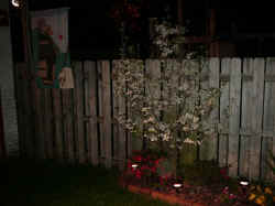 Dogwood at Night.jpg (34483 bytes)